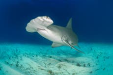 Threatened sharks making their way into fish and chips sold in Australia, study warns