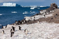 5,000-year-old penguin graveyard revealed by retreating Antarctic ice