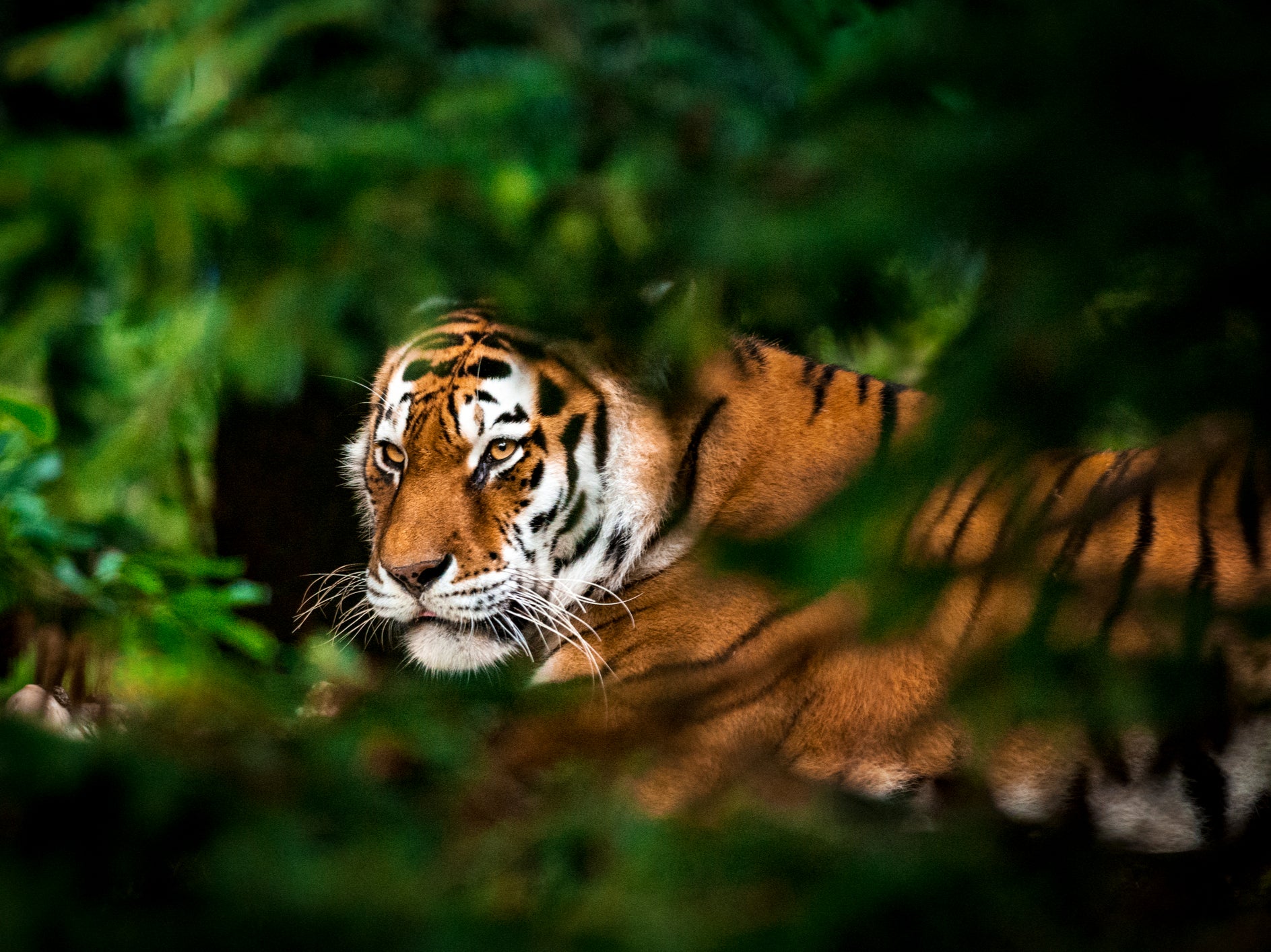 95 per cent of the world’s wild tiger population has been wiped out since the beginning of the 20th century