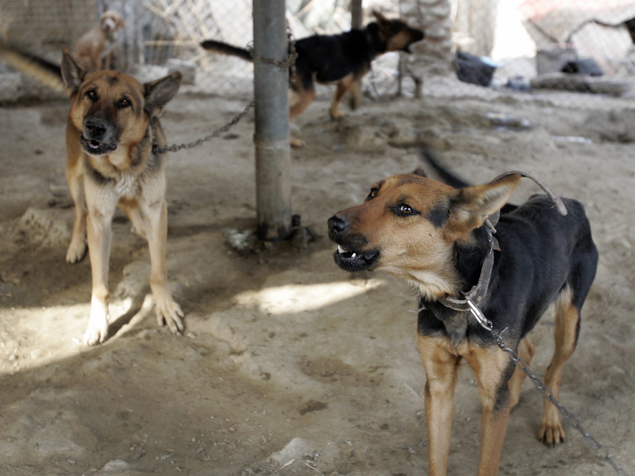 German shepherds are often trained by the military to be attack dogs and to detect bombs