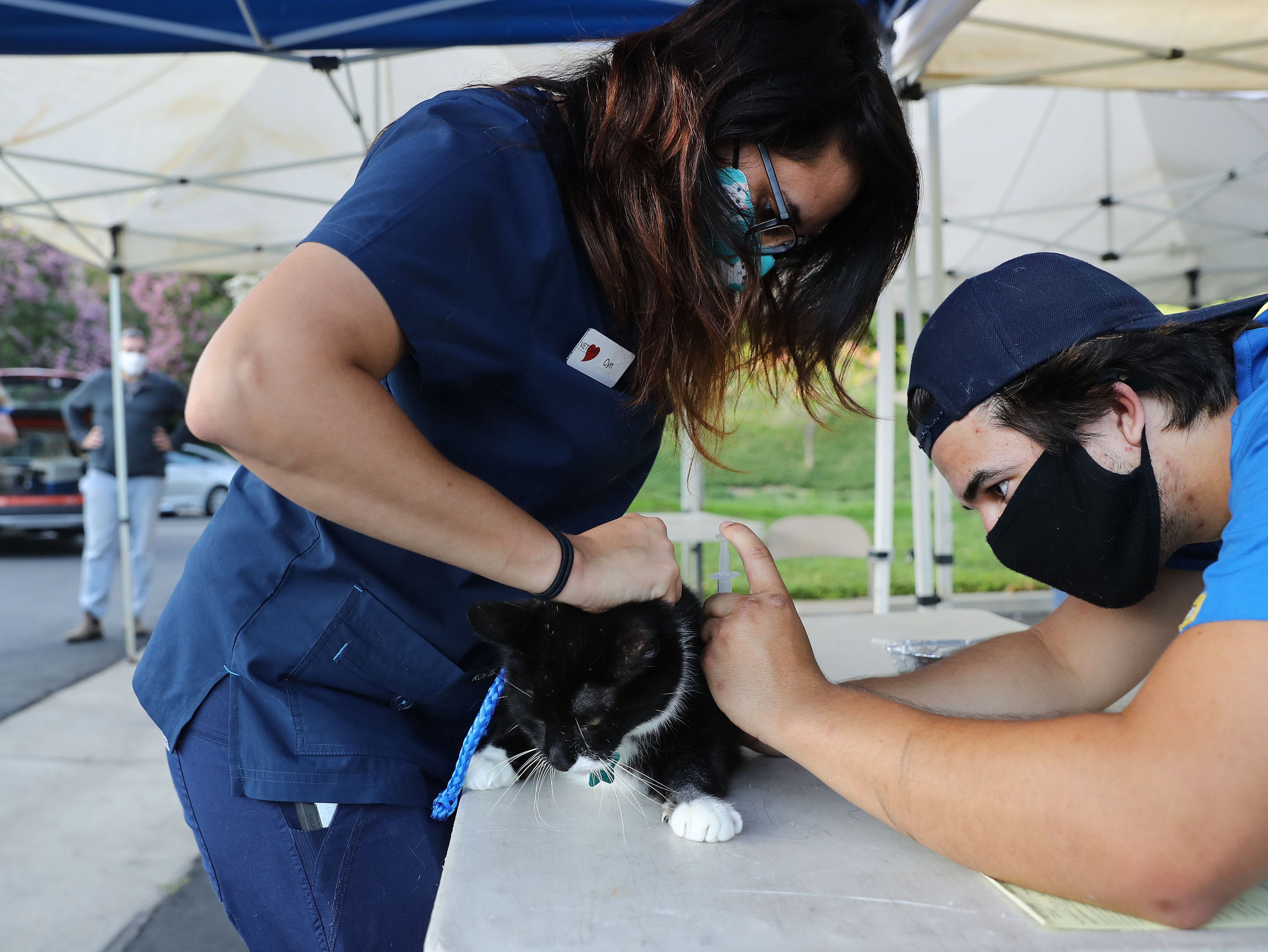 Cats' ability to 'shed' the virus is being reviewed by scientists