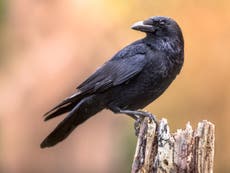 Crows appear to have consciousness ‘only seen in humans and primates’