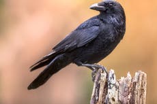 Crows appear to have consciousness ‘only seen in humans and primates’