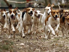 Hunt hounds ‘invade kennels and cattery, killing owner’s pet’