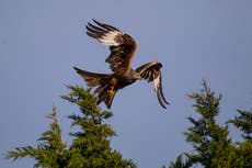 Dozens of birds of prey ‘illegally shot, trapped and poisoned’ in 2019