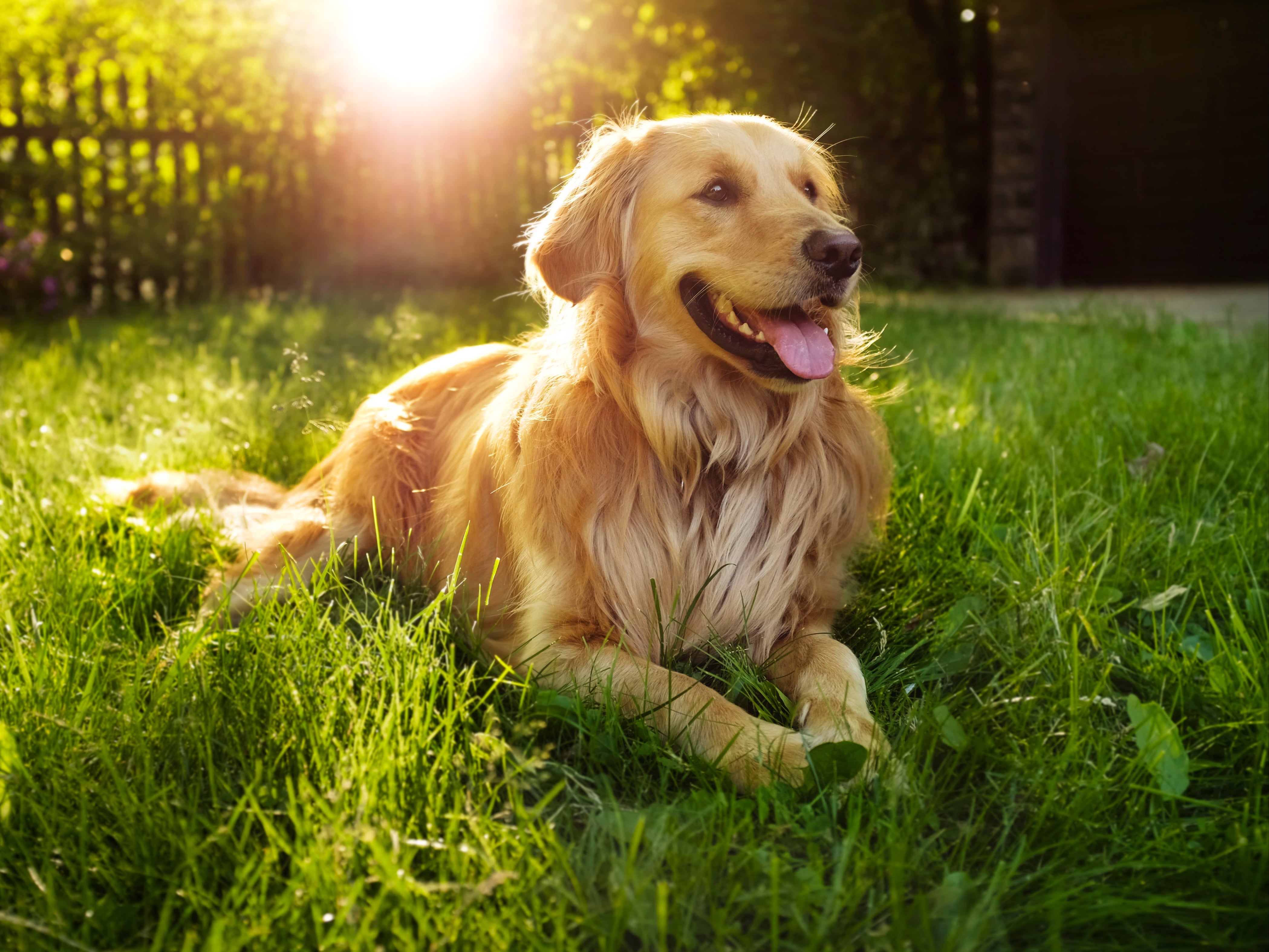 Woman's obituary for her golden retriever goes viral