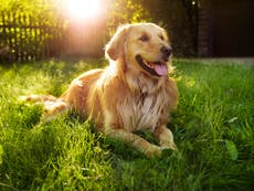 Woman pays tribute to golden retriever with obituary