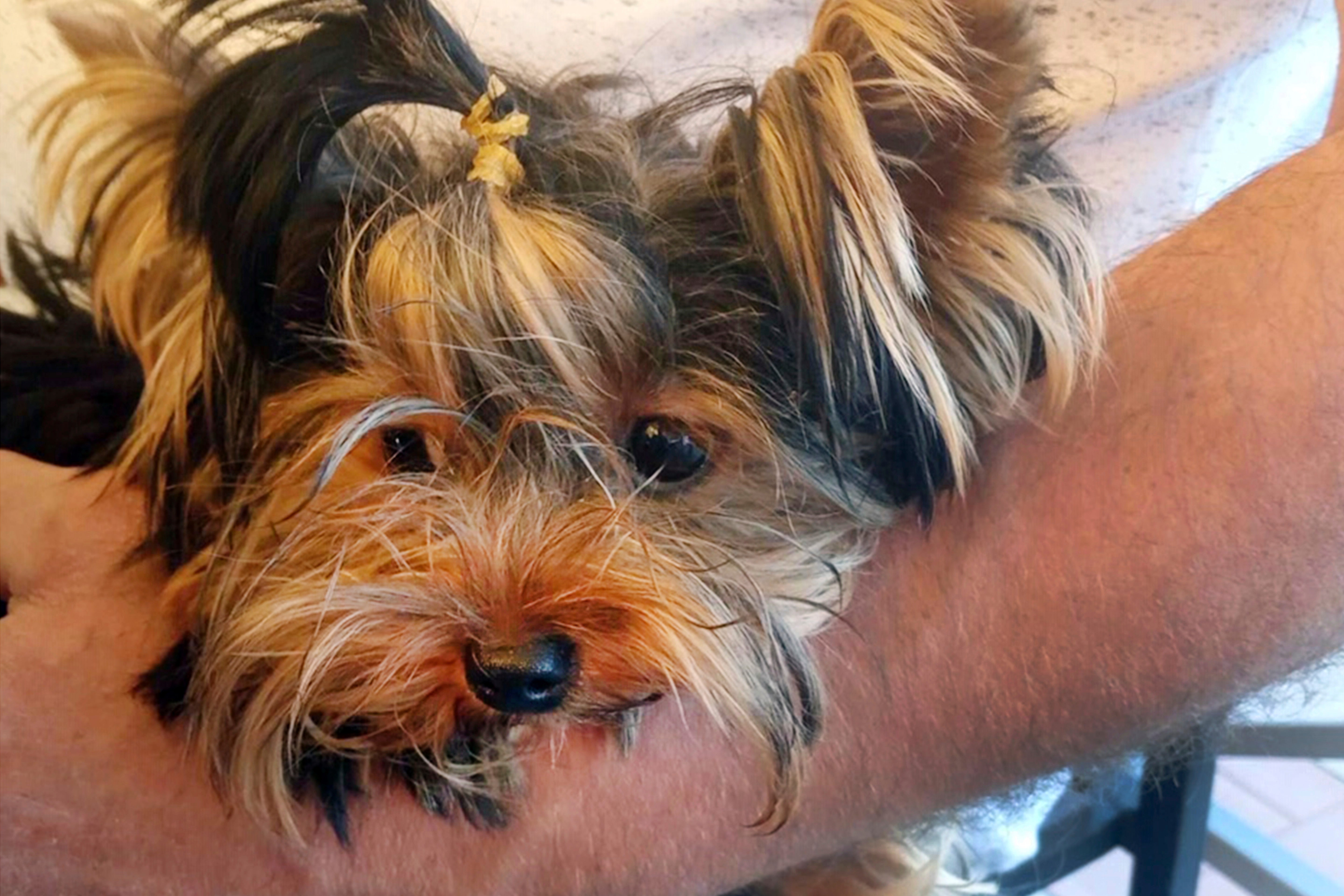 Dead Yorkie Legal Fight