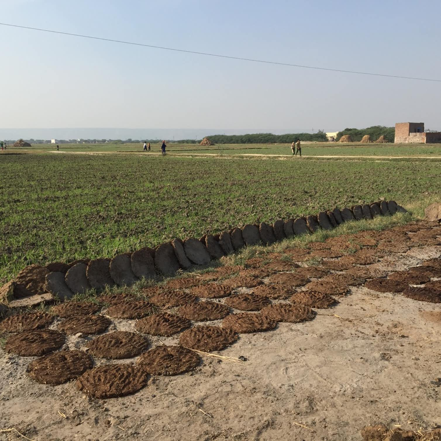 Cow dung chips drying in a field