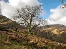 Record 40,000 trees face felling after surge in ash dieback