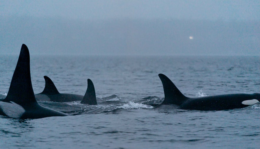 By law southern resident orcas must be given 300 yards or more clearance