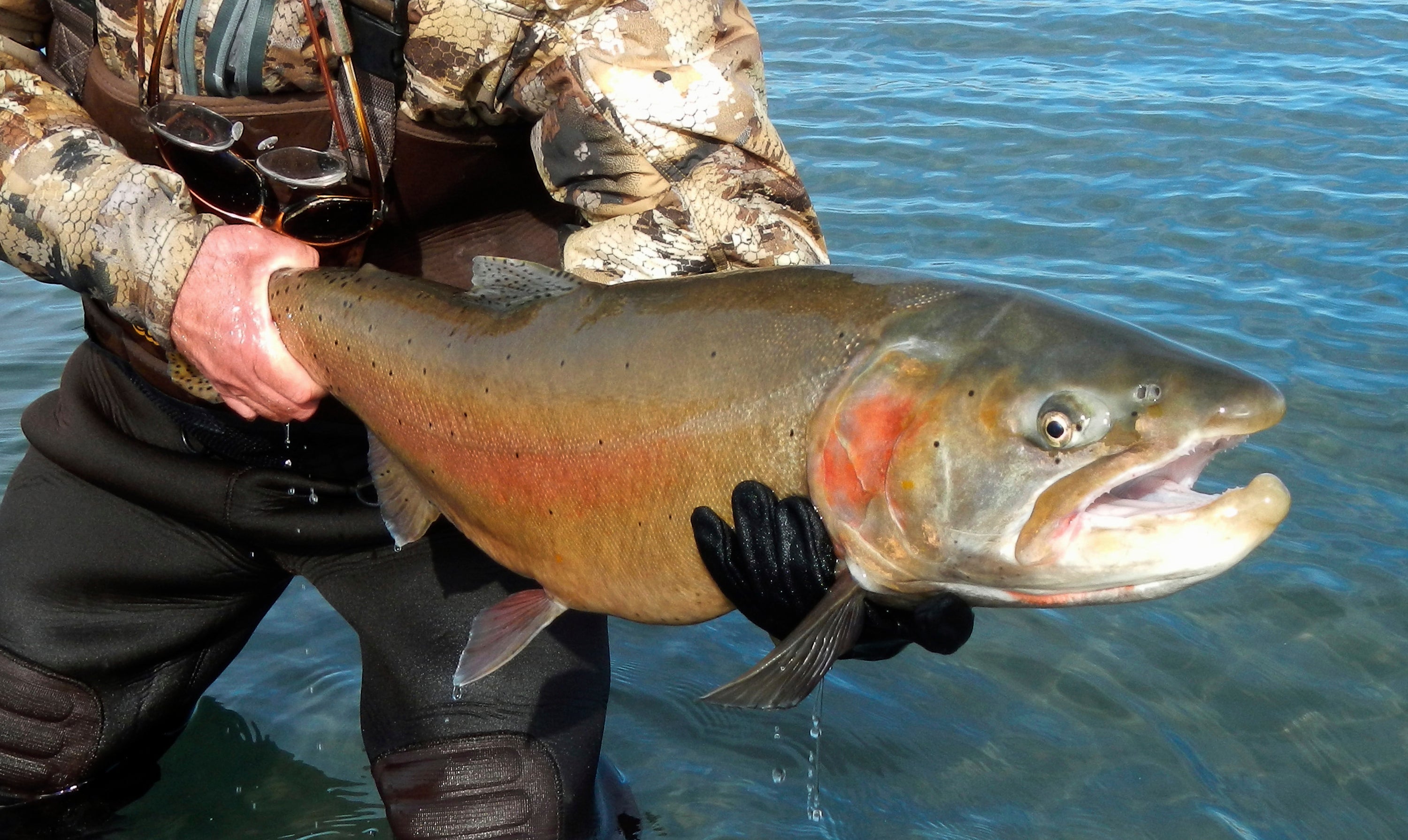 Trout Restoration-Nevada Dam