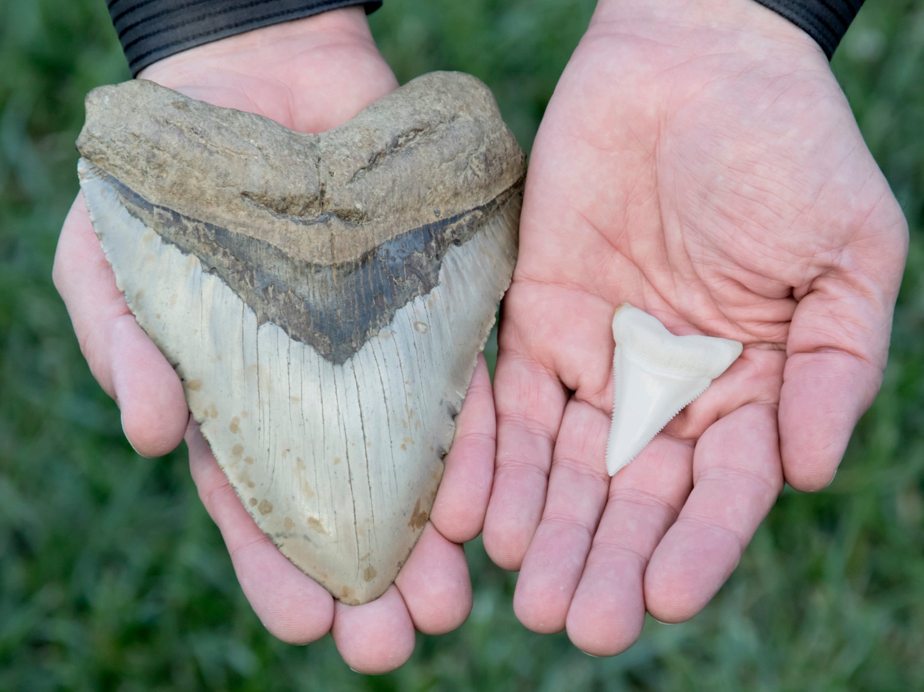 A 6-inch megalodon tooth next to a two-inch great white shark tooth