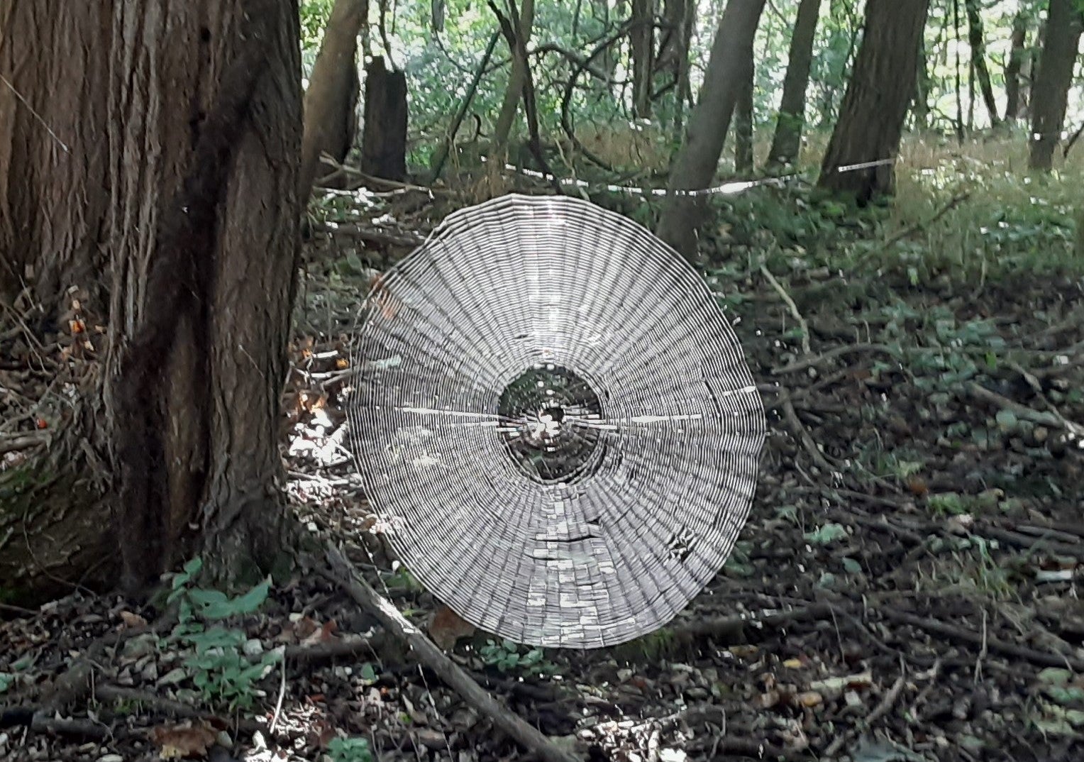 Giant spider web found in the forest of Missouri
