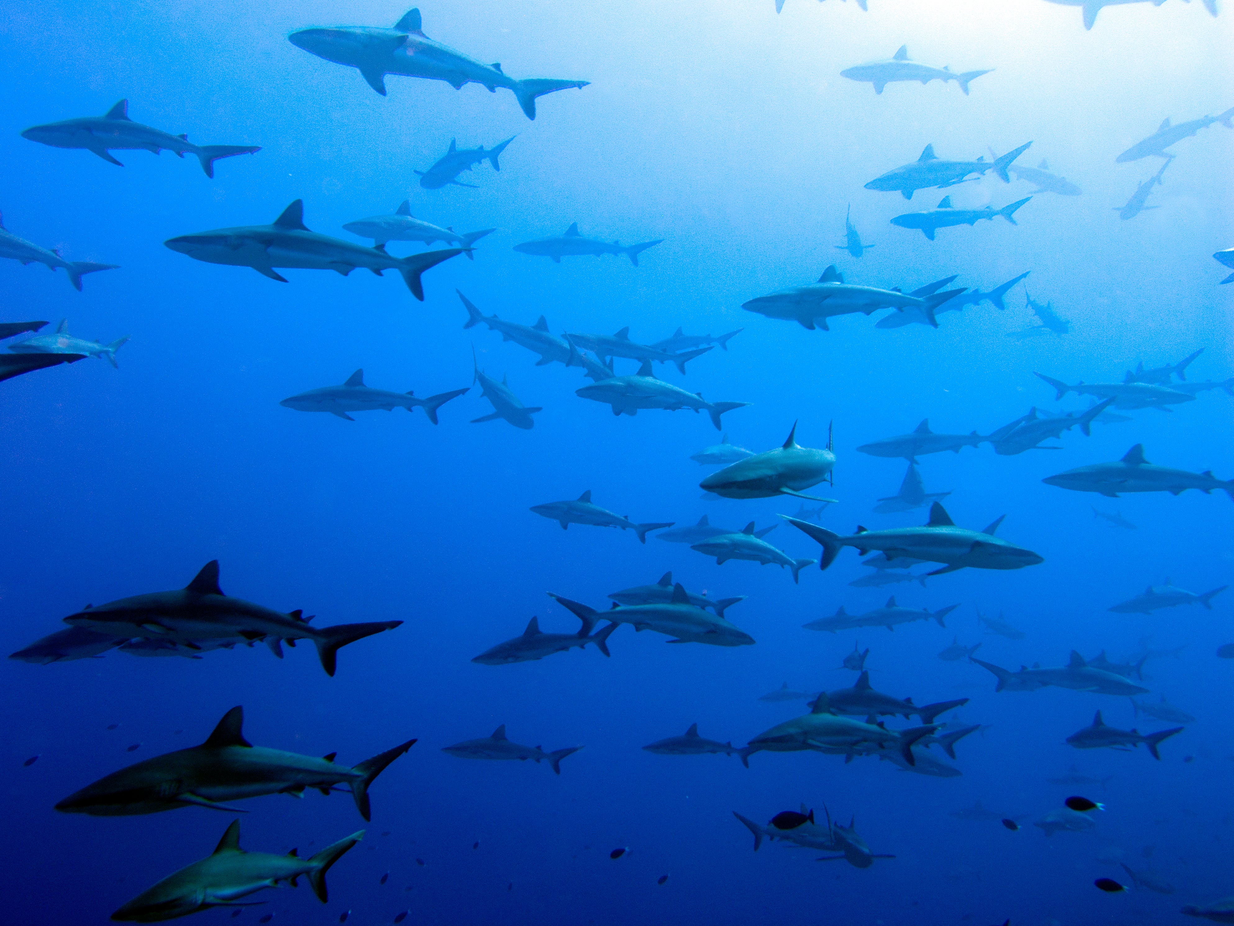 Conservationists push back on plans to use shark liver in coronavirus vaccines
