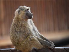 Male baboons live longer if they have more female friends