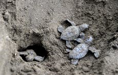 GPS-tracked fake turtle eggs used to catch wildlife traffickers