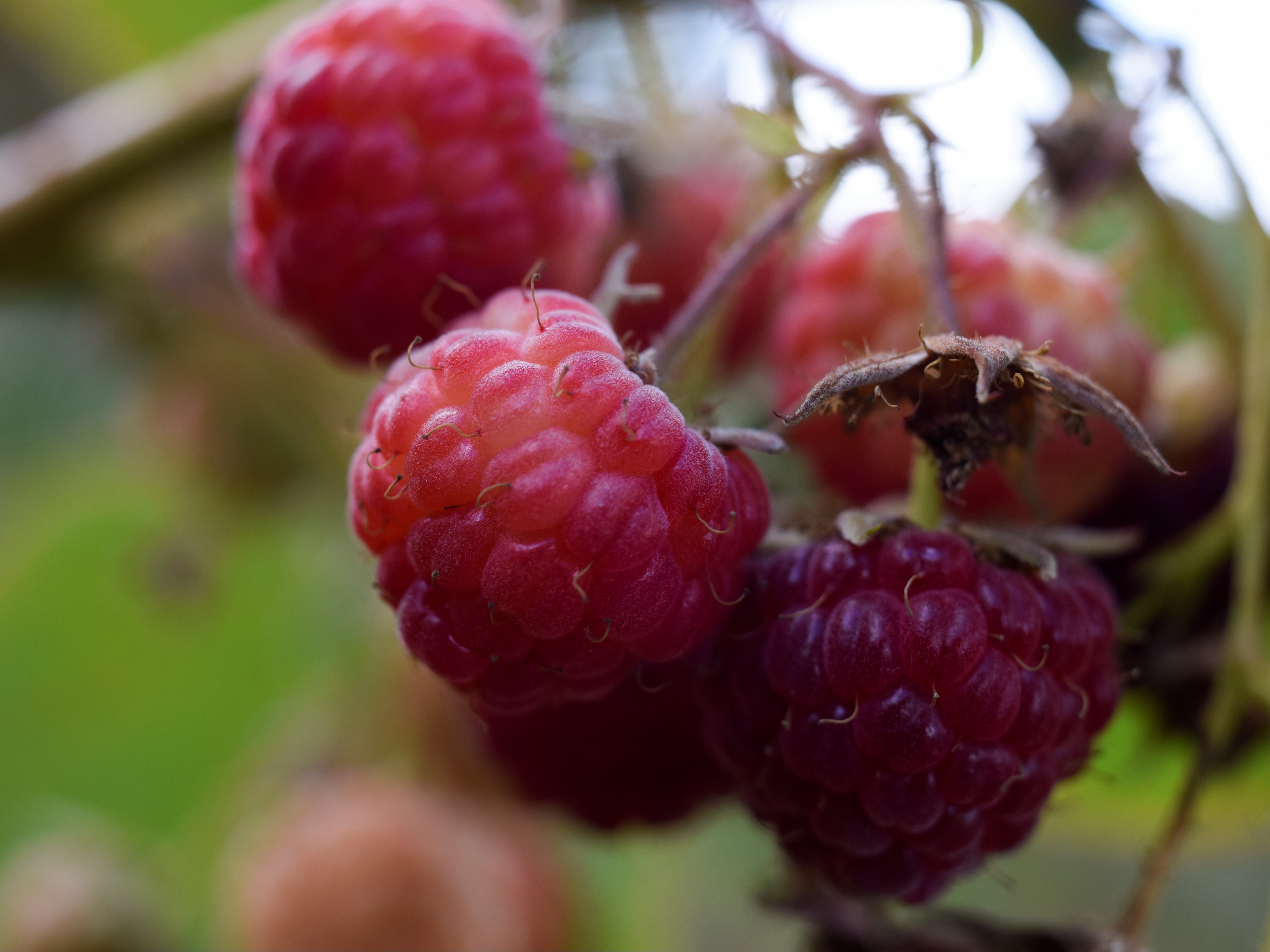 Raspberries are pictured during a harvest season at a local farm near Chillan, Chile