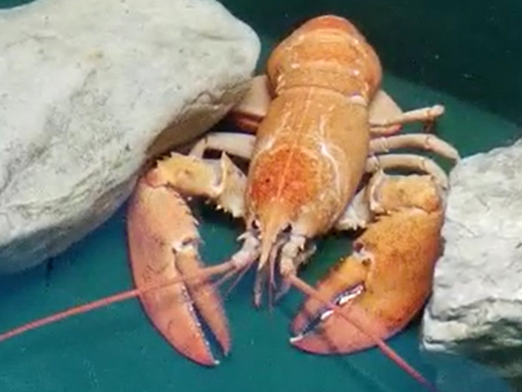 Picture issued by Sea Life Blackpool of a rare orange lobster which has been saved from the cooking pot