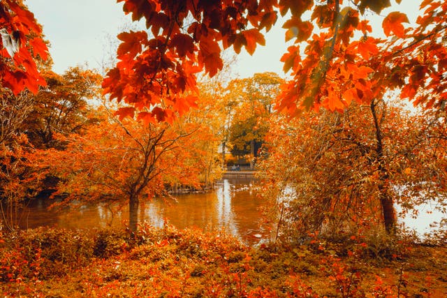 <p>The autumn colours could be spectacular</p>
