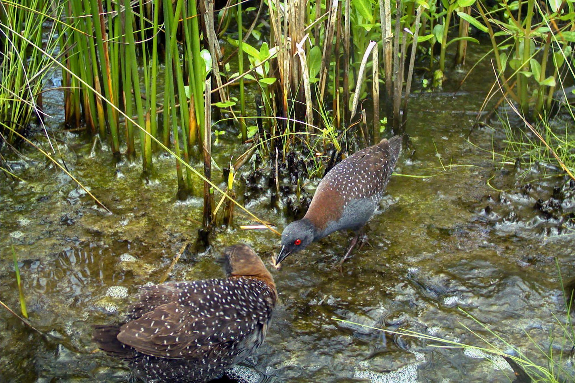 Eastern Black Rail Federal Listing