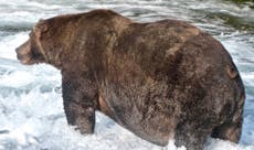 Grizzly weighing as much as eight men crowned Alaska’s fattest bear