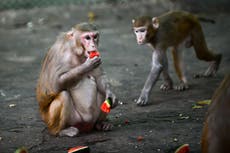 ‘Considerable risk’ of humans transmitting Covid-19 to wild animals