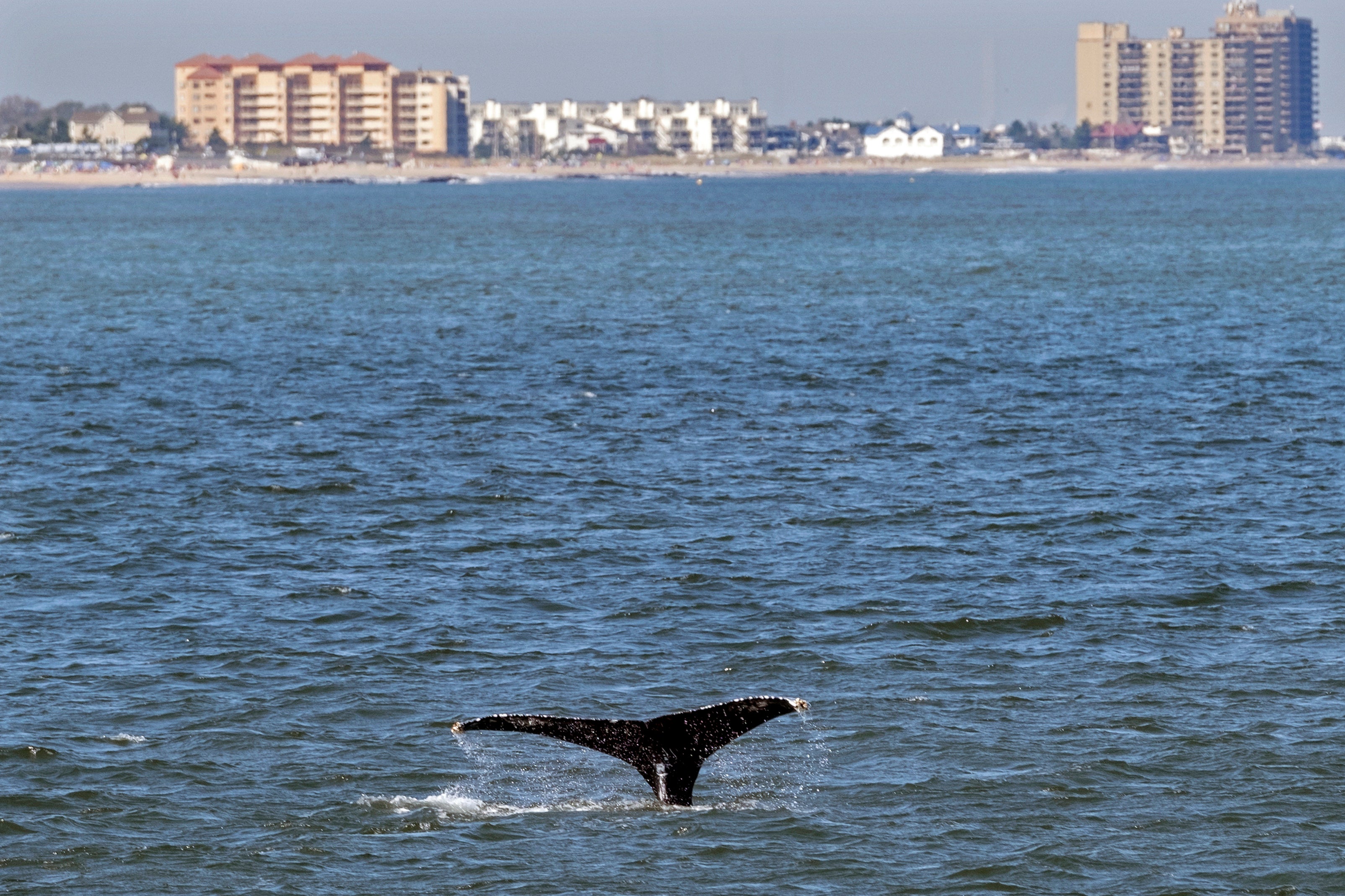 Whales of New York