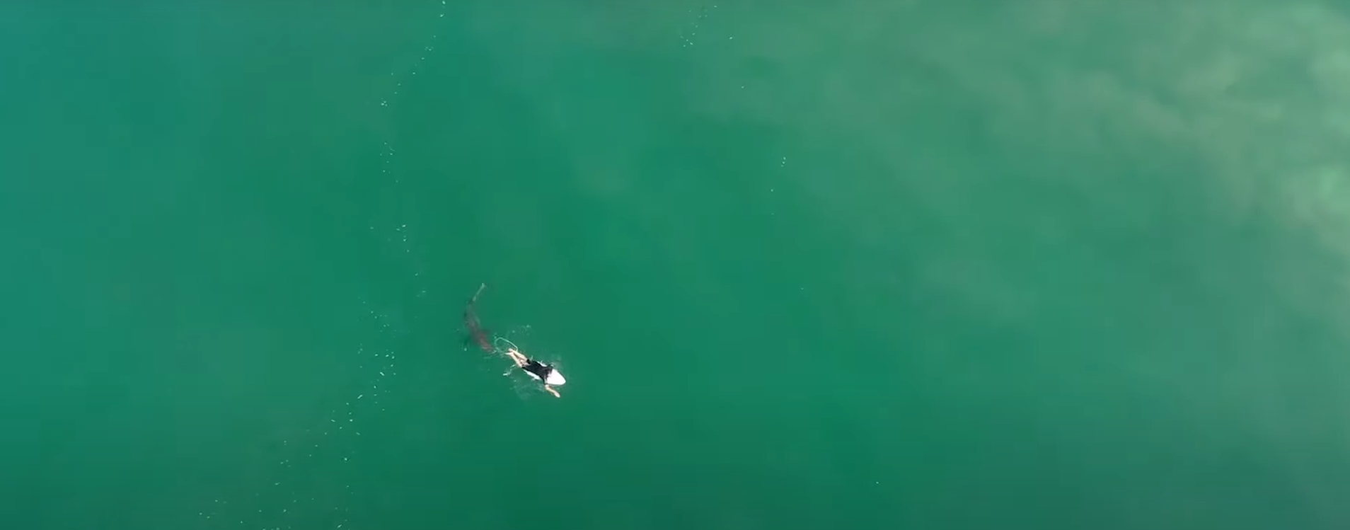 Pro surfer in lucky escape with great white shark