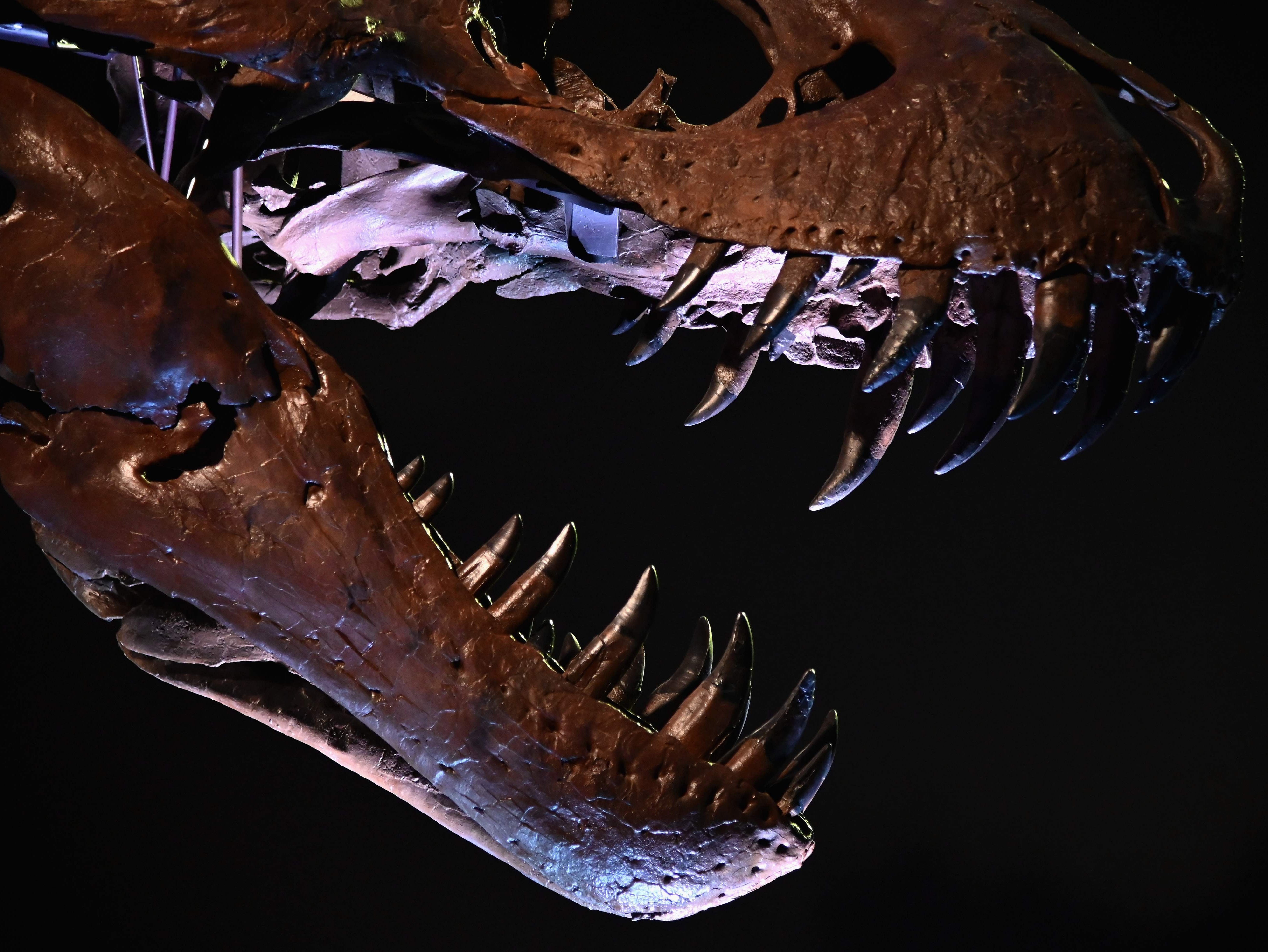 The T Rex, named Stan, on display during a press preview at Christie’s Rockefeller Centre in New York