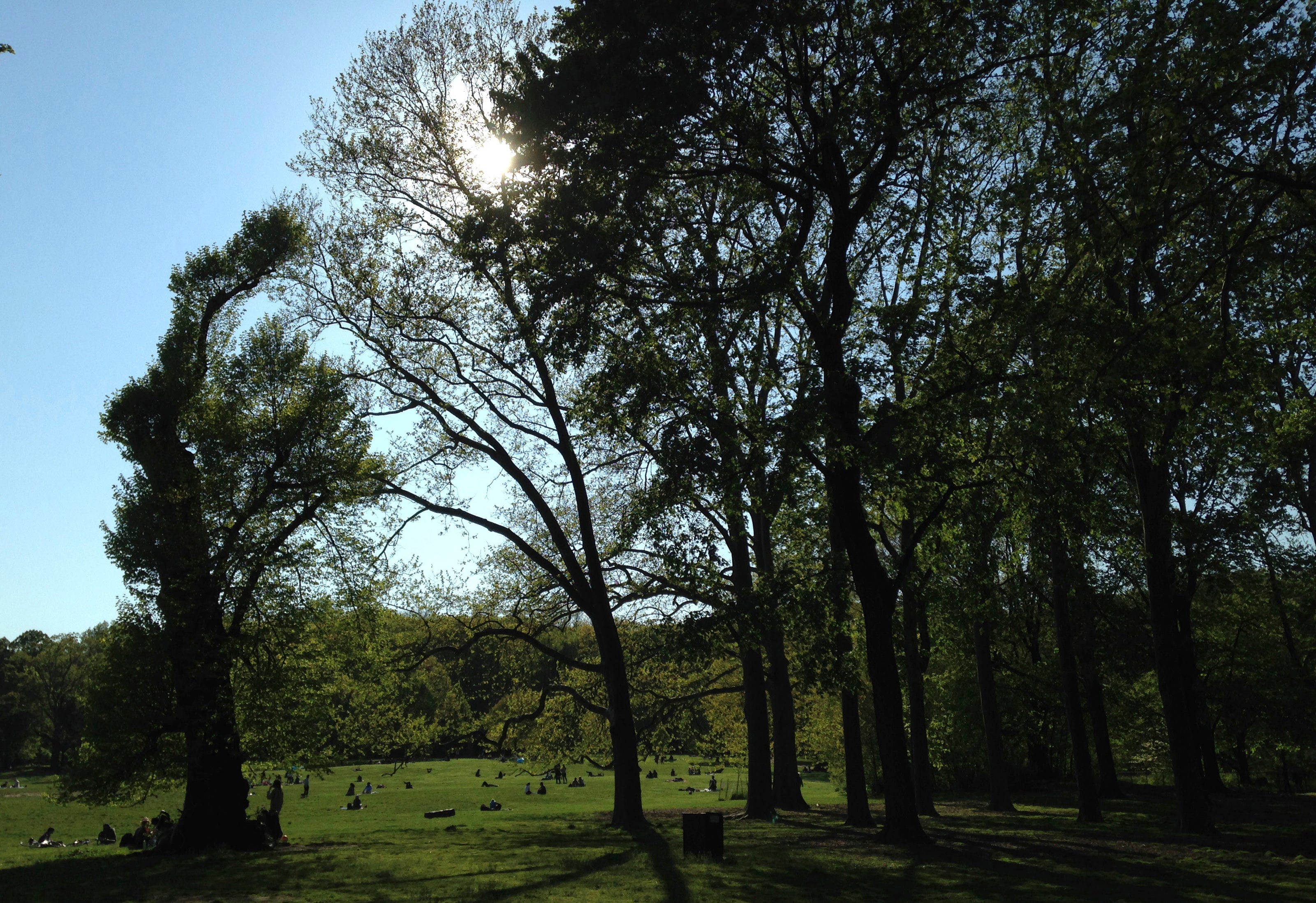 Virus Outbreak Diary The Trees