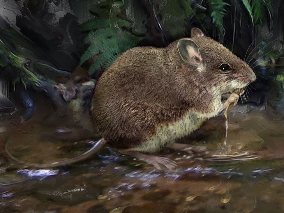 An illustration of one of the newly-described species of stilt mouse, Colomys lumumbai, wading in a stream to hunt