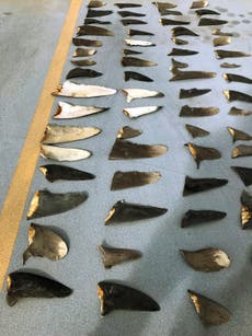 Fishing boat owner pleads guilty in shark finning case