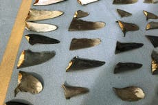 Fishing boat owner pleads guilty in shark finning case