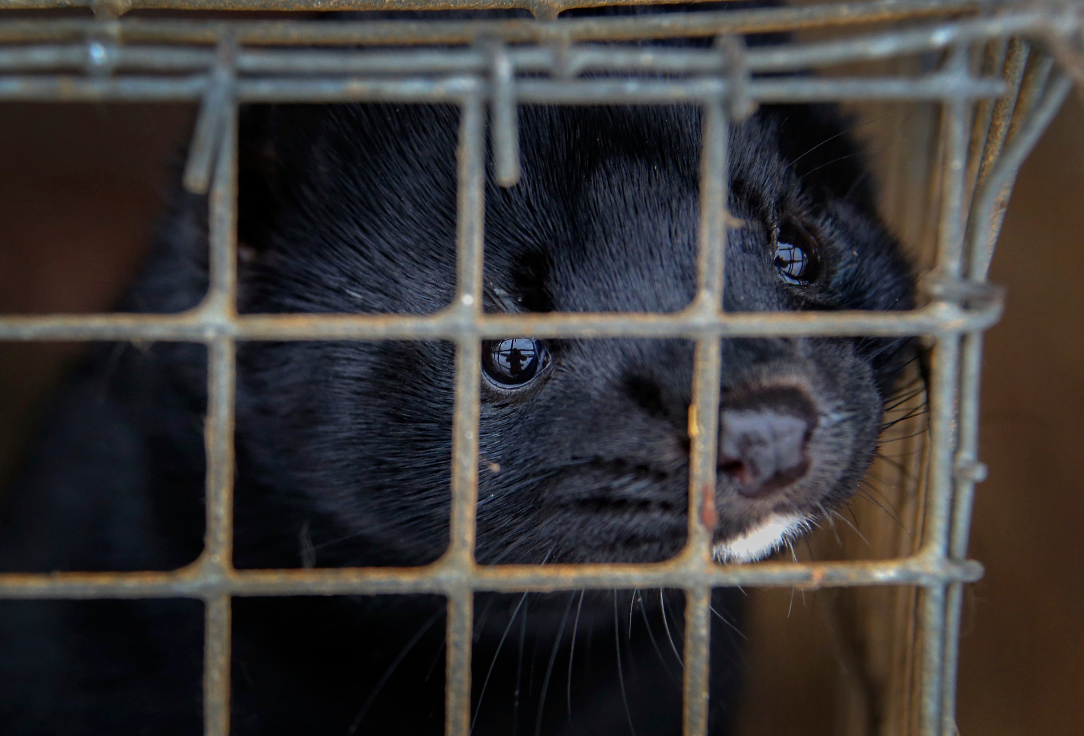 Virus Outbreak Mink Farms