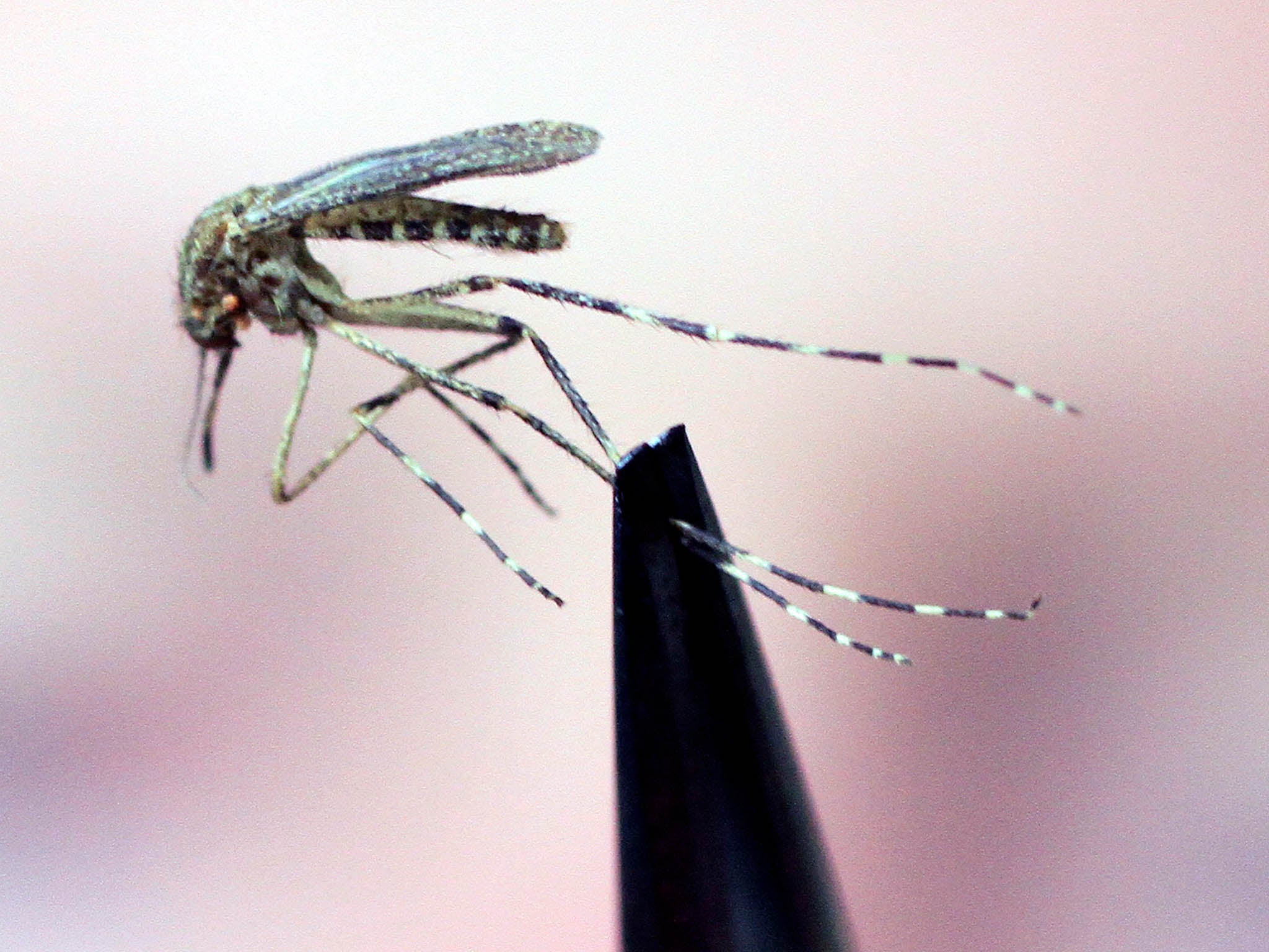 The blood sucking habits of mosquitoes make them one of the deadliest animal on the planet to humans