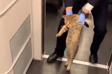 Stowaway cat without ticket escorted off train by guard