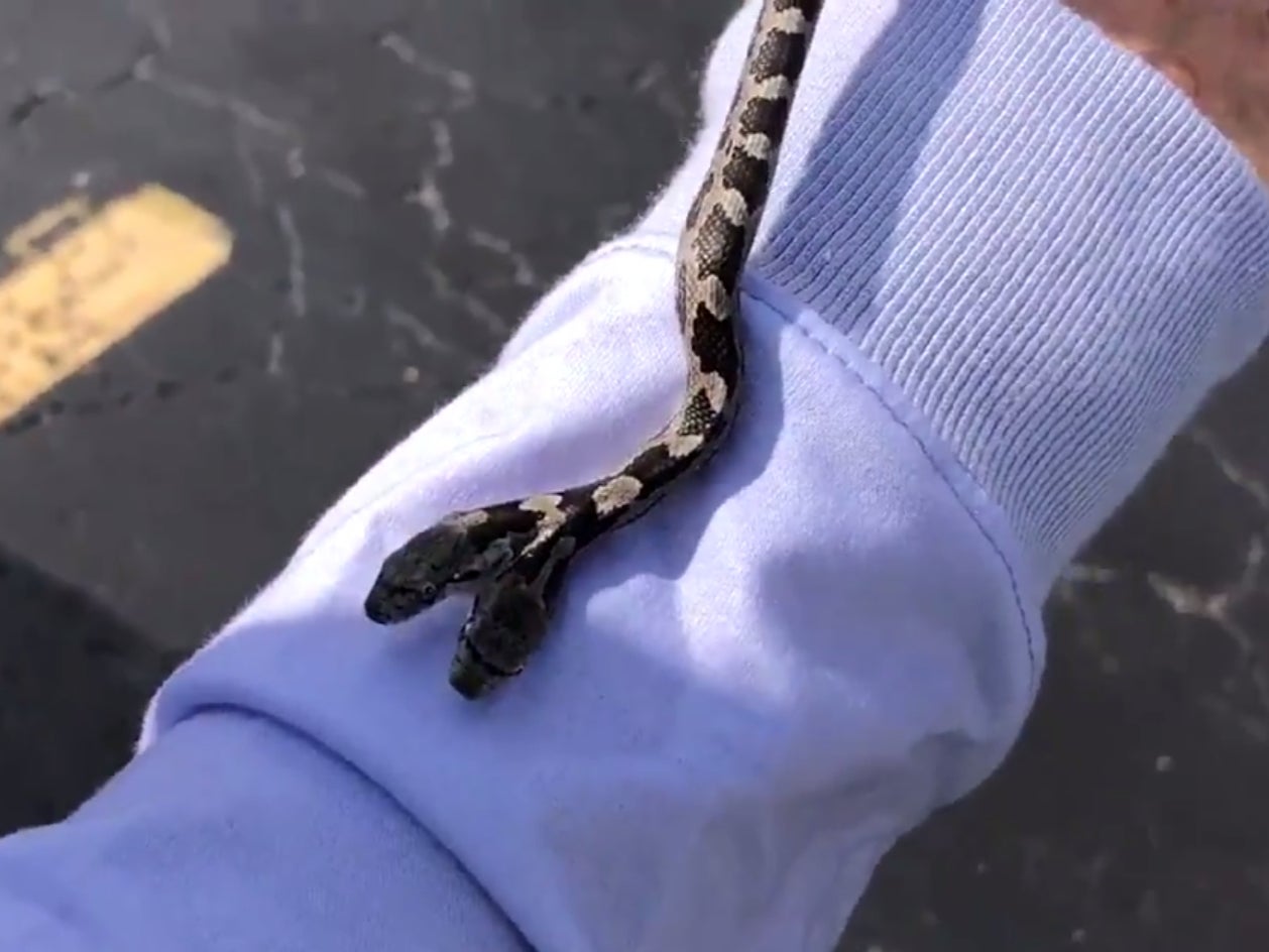 Two headed snake found in North Carolina