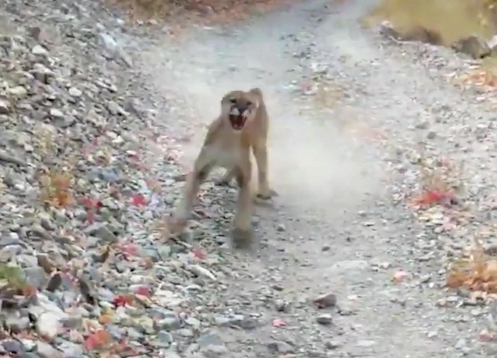 Hiker chased by cougar after getting near cubs