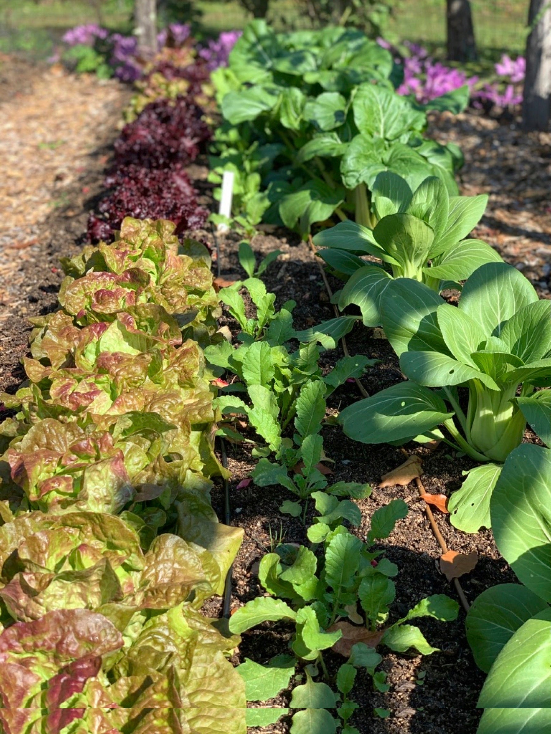 Gardening After The Frost