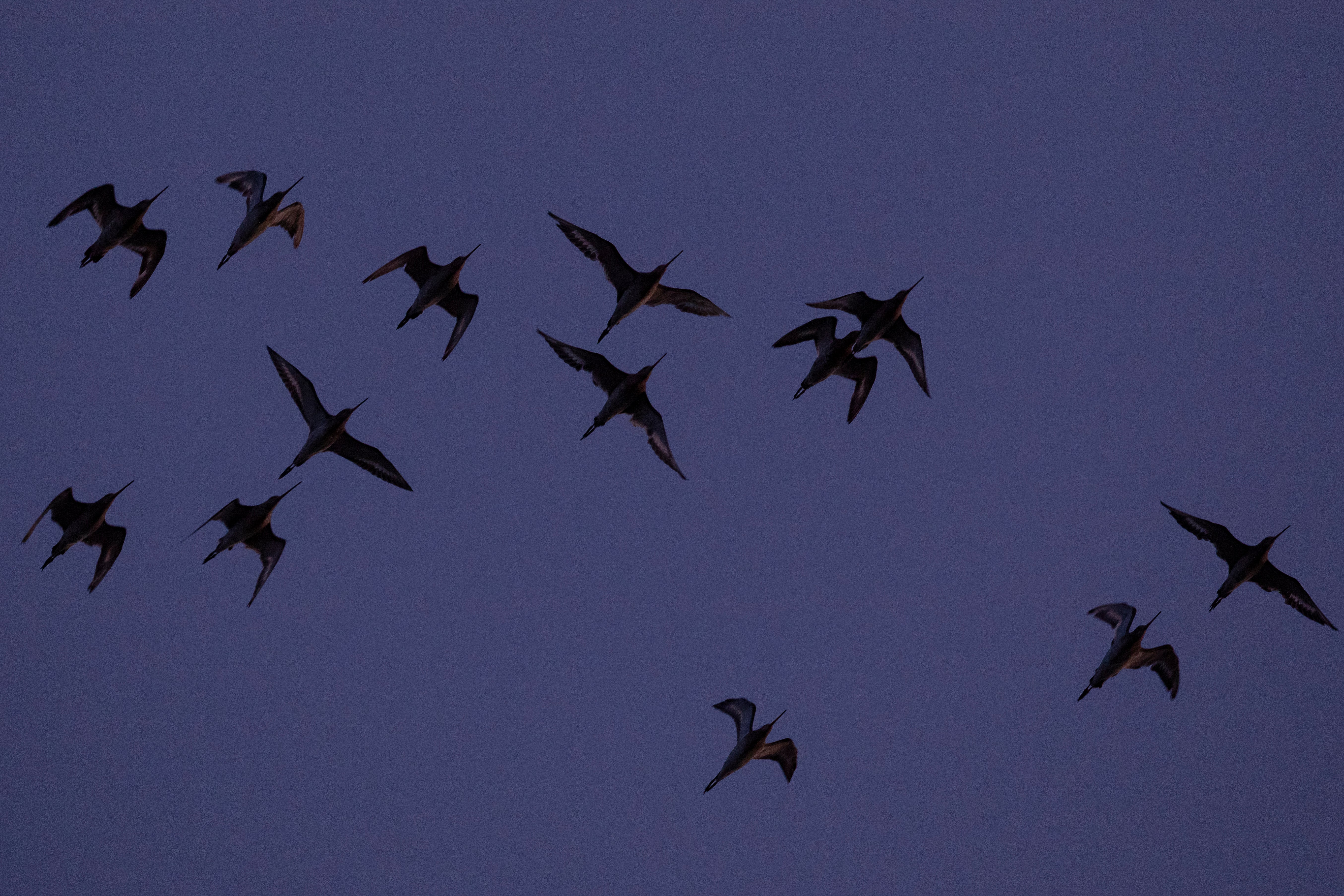 Bar-tailed godwit can double in size by fuelling up before migration