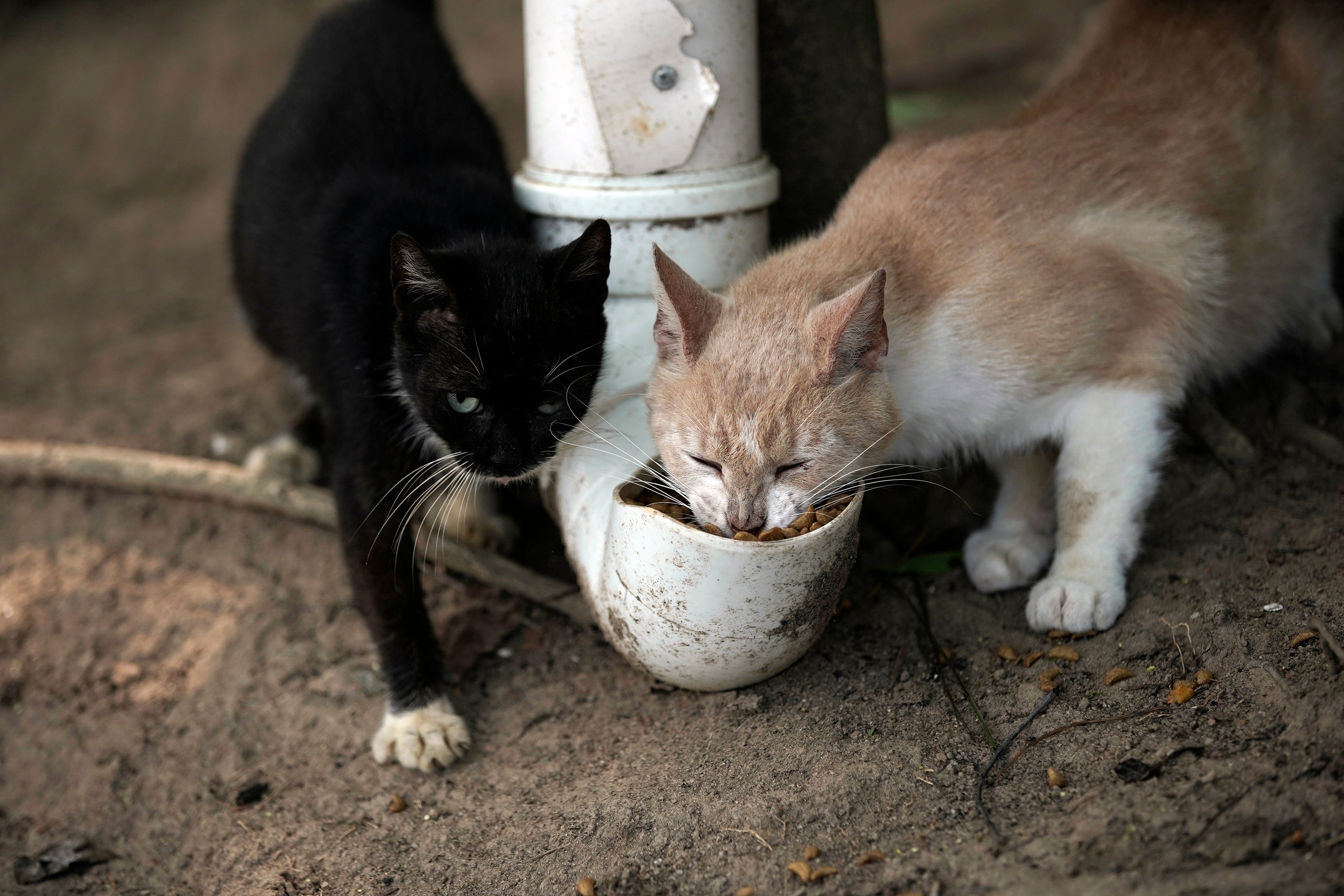 Brazil Cat Island