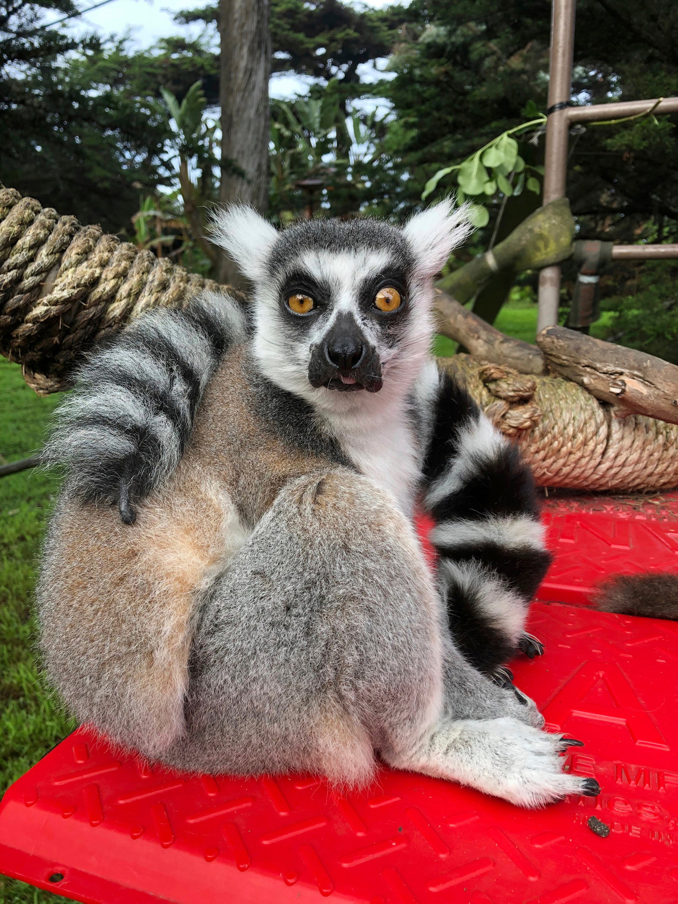 Stolen Lemur