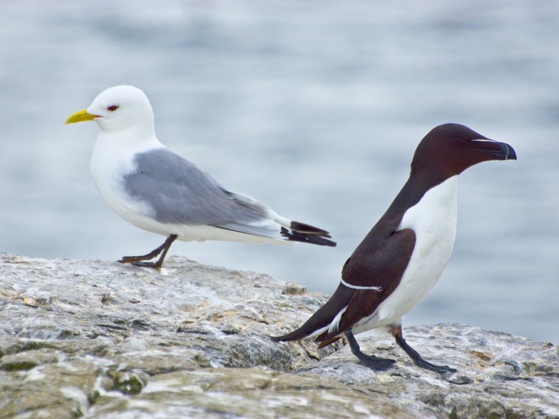 A kittwake and a razorbill. Kittwake numbers in the UK have fallen by more than three quarters in just 30 years