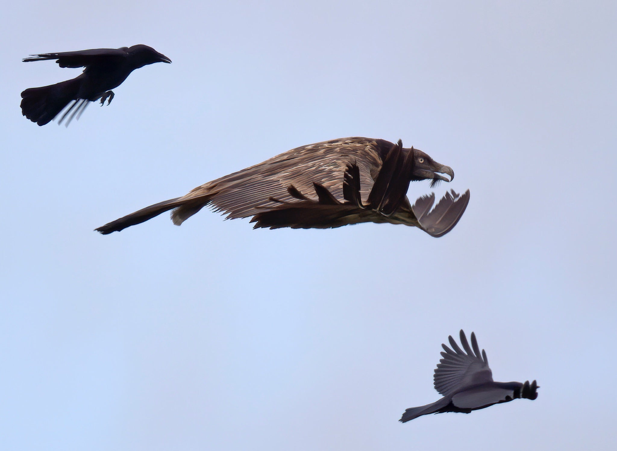 Birdwatcher Peter Coe says he took this photo after he jumped out of his car ‘in a blind panic’, as Vigo and her corvid outriders flew over Beachy Head towards France