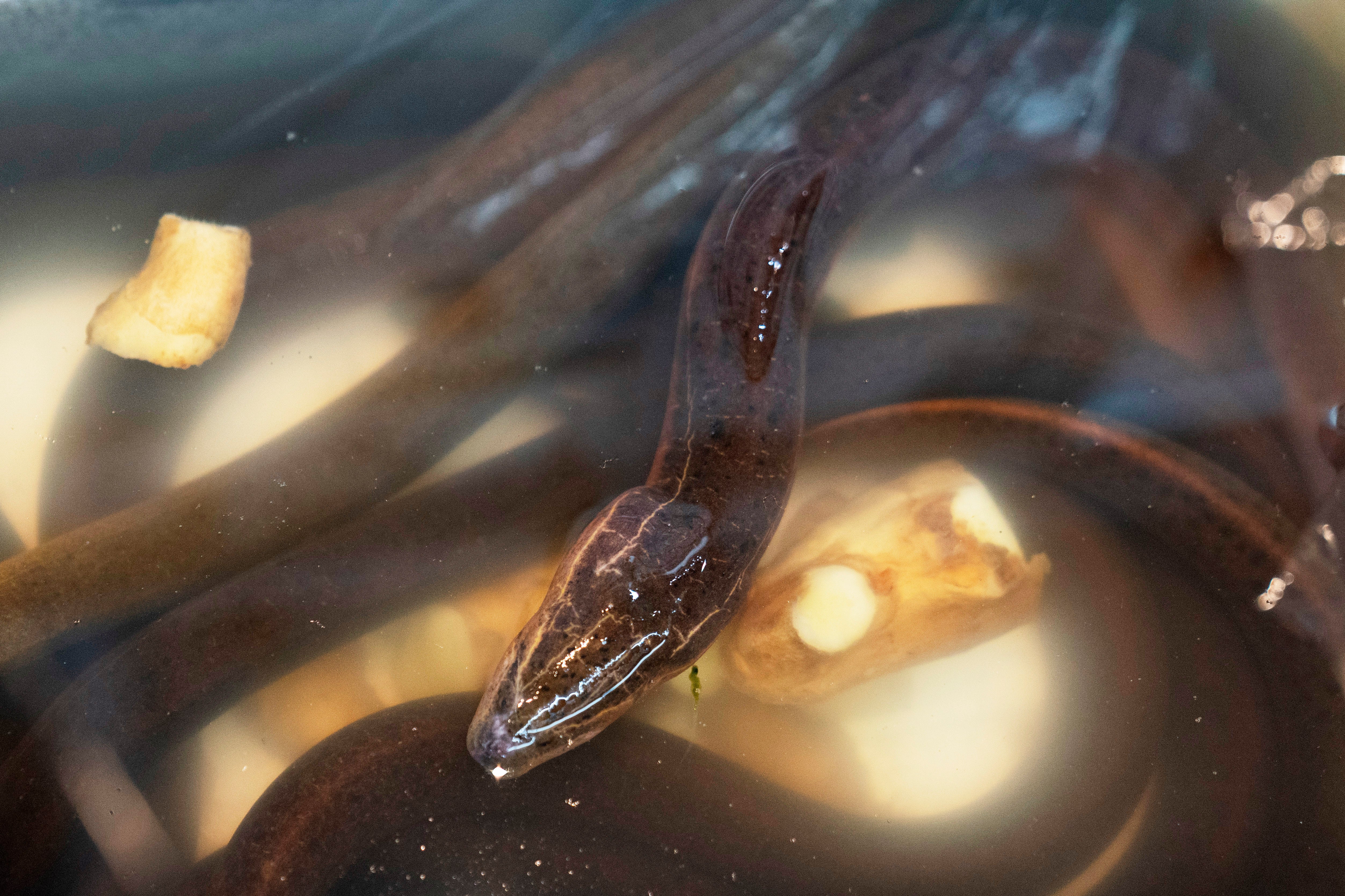 Asian Swamp Eels