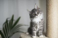 Feeling stressed and lonely? A cat could be the answer