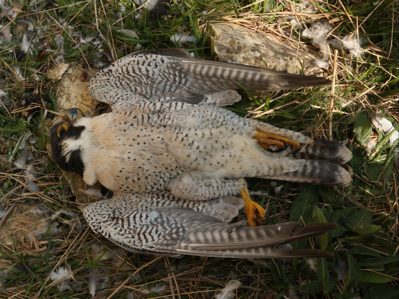 The male peregrine was found next to a pigeon carcass believed to have been used as bait