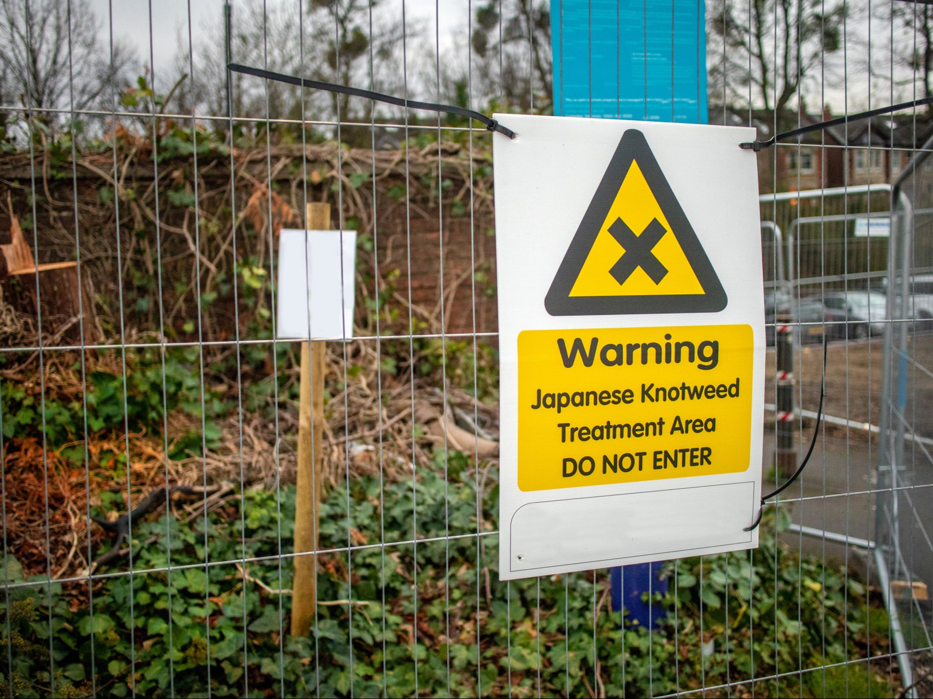 Japanese knotweed is classified as an invasive and destructive species in several countries