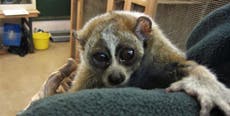 From venomous slow lorises to glowing Venus flytraps